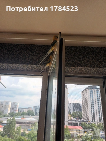 Пойни папагали с клетки
