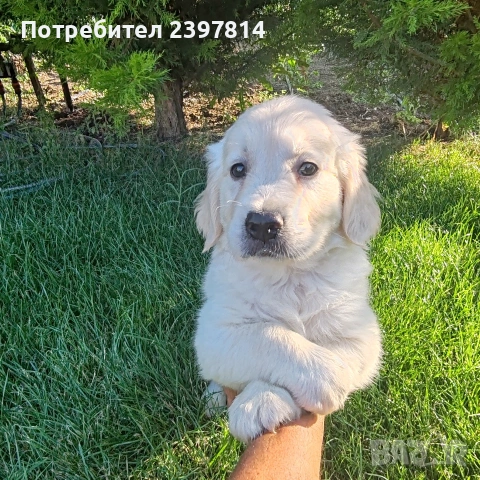 Голдън ретривър МЪЖКО 