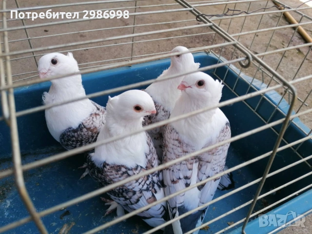Млади гълъби 