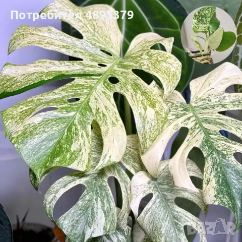 Добре вкоренена "Monstera White Monster", снимка 6 - Стайни растения - 55395569