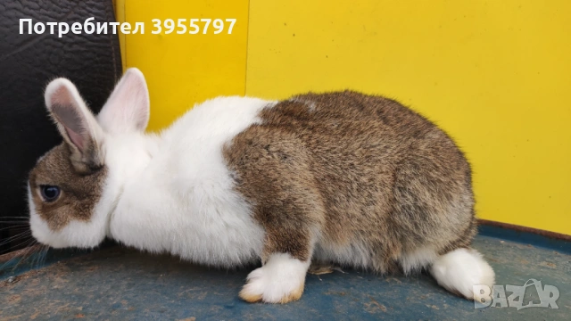 Продавам мини заек