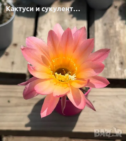 Цъфтящи Кактуси Echinopsis Hybrid омбре преливащи се цветове , снимка 3 - Градински цветя и растения - 55683810