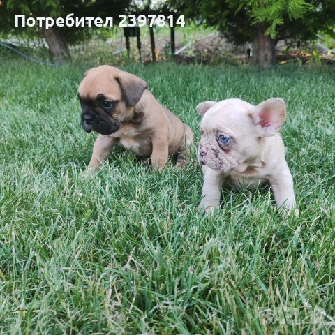Френски булдог , снимка 7 - Френски булдог - 55008762