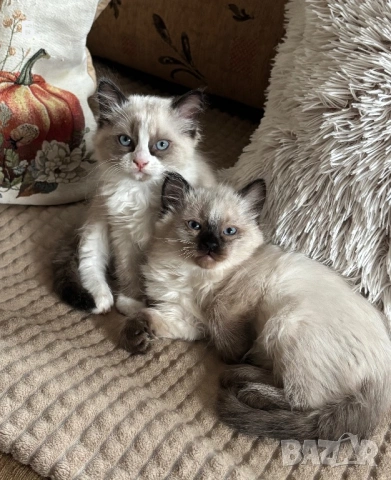 Готови за нов Дом, снимка 4 - Руска синя котка - 54077650