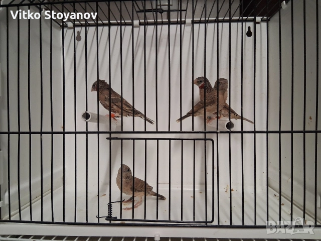 Амадини, снимка 9 - Амадини - 54583945