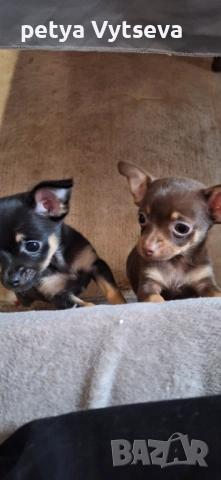 Продавам пинчер