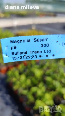   Магнолия Сюзън, Magnolia Susan, снимка 5 - Градински цветя и растения - 54805757