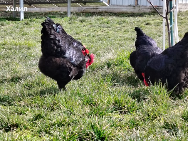 Разплодни яйца за люпене от кок, снимка 3 - други­ - 54272095