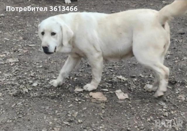Лабрадор ретривър чистокръвни бели, снимка 6 - Лабрадор ретривър - 54096290