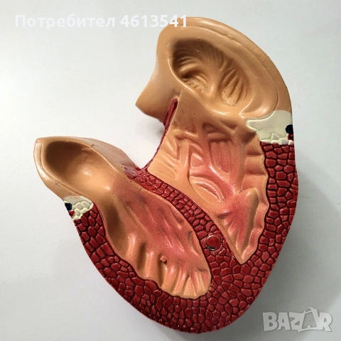 ретро СОЦ учебно сърце (анатомичен модел) гумиран модел, снимка 4 - Антикварни и старинни предмети - 55088424