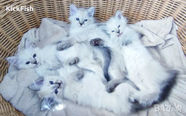 Невски маскарадни котенца , снимка 10 - Други - 54766052