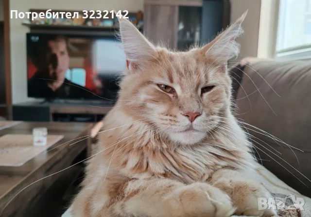 Котенца Мейн Куун , снимка 15 - Мейн кун - 55512481