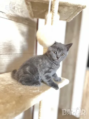 Шотландско правоухо коте