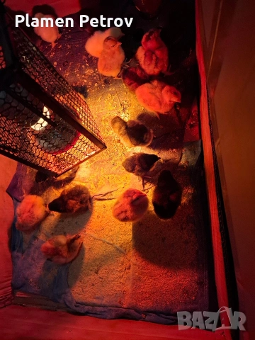 Домашни Пиленца