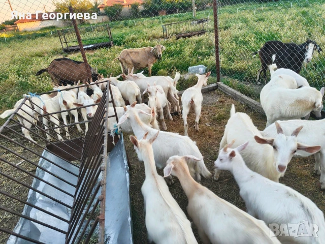 Продавам ярета 