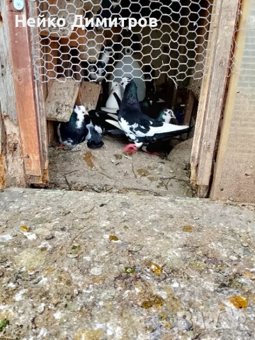 Петли патици гъски , снимка 9 - Патици и гъски - 54212161