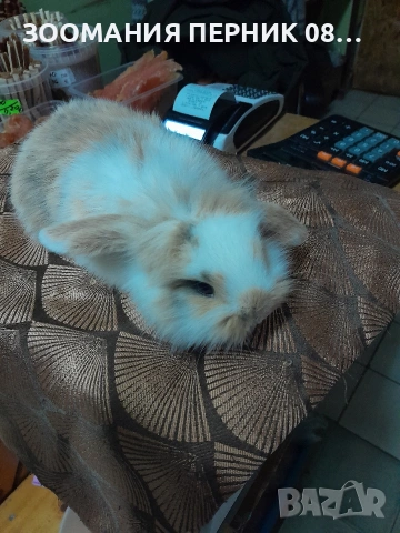 клепоухи декоративни зайчета , снимка 3 - Декоративни зайчета - 54162922