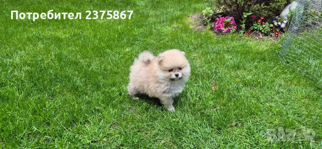 1 мъжко и 2 женски померанчета,померан