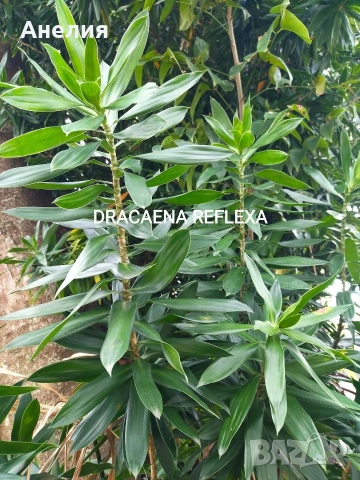 Драцена Dracaena reflexa, снимка 3 - Стайни растения - 55045758