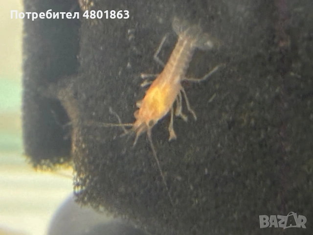 Бебета рачета Procambarus Alleni, снимка 4 - Рибки - 54671554
