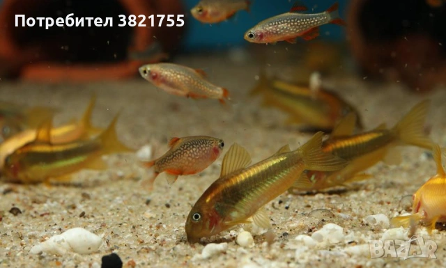 Сомче, сомче corydoras gold laser, gold stripe, снимка 10 - Рибки - 55245469