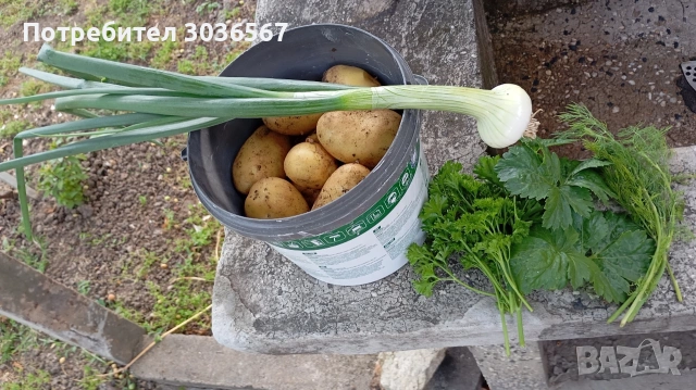 Картофи, лук - пресни, джоджен, магданоз., снимка 17 - Домашни продукти - 50466216
