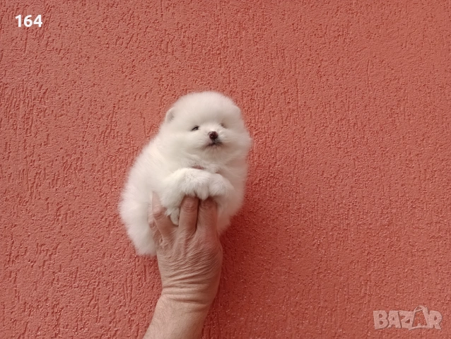 Померани. Бели  Померанчета, снимка 2 - Померан - 54162353