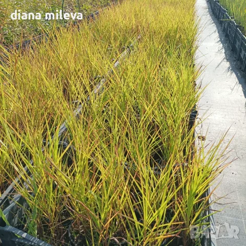 Мискантус Пурпурасценс, Miscanthus sinensis 'Purpurascens' студоустойчива, декоративна трева!!!, снимка 7 - Градински цветя и растения - 55420080