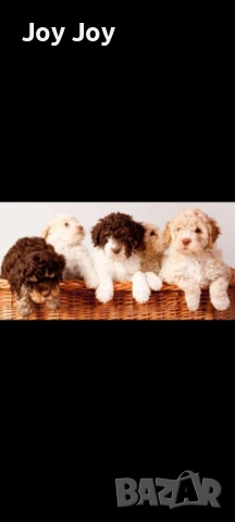 Lagotto Romanolio , снимка 3 - Други - 54587203