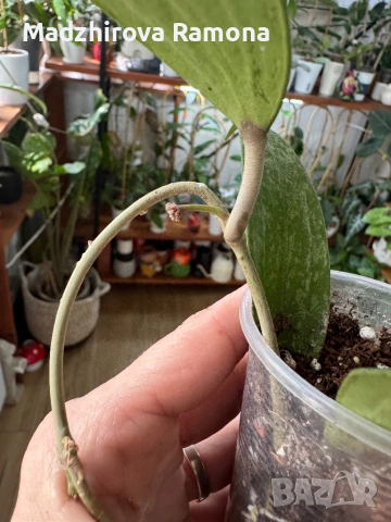 Hoya Хоя Rangsan , снимка 4 - Стайни растения - 54569655