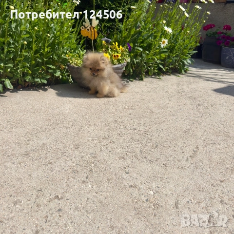 Померан Мони померанче
