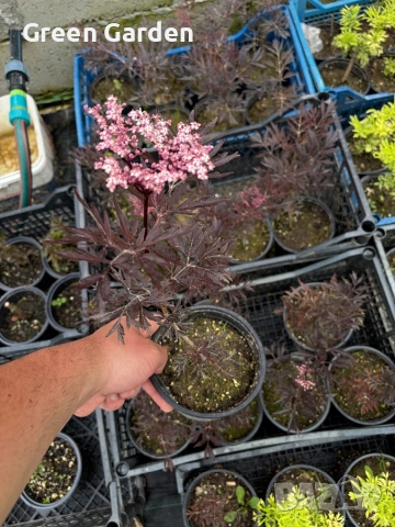 Бъз Sambucus migration “Eva”, снимка 3 - Градински цветя и растения - 54784065