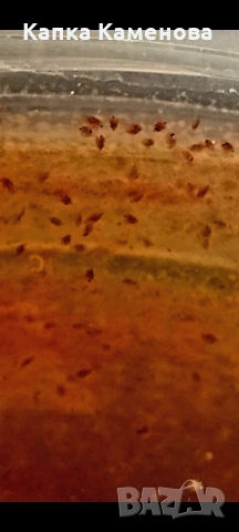 Дафния пулекс. Стартова култура., снимка 2 - Рибки - 53996360