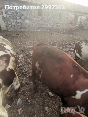Majki mesodaini teleta 5 evro jivo teglo 3 broq mejdo 250 i 300 kg, снимка 5 - Крави - 55149076