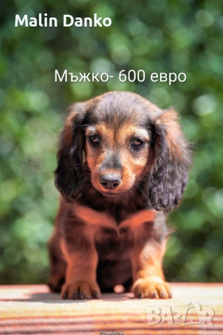   Малки  даклечета , снимка 12 - Дакели - 54501665