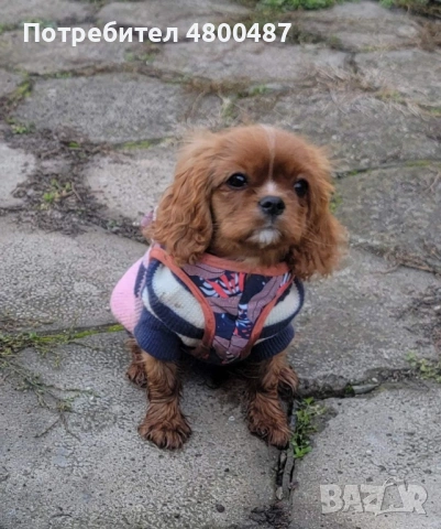 Кавалер кинг Чарлз, снимка 4 - Кавалер кинг чарлз шпаньол - 54233630