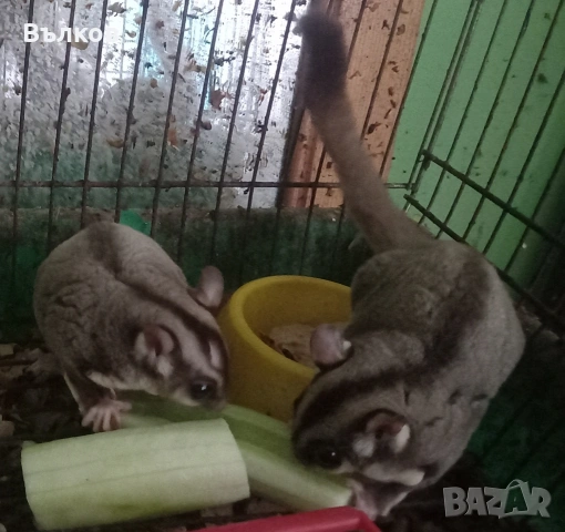 летяща захарна катеричка 