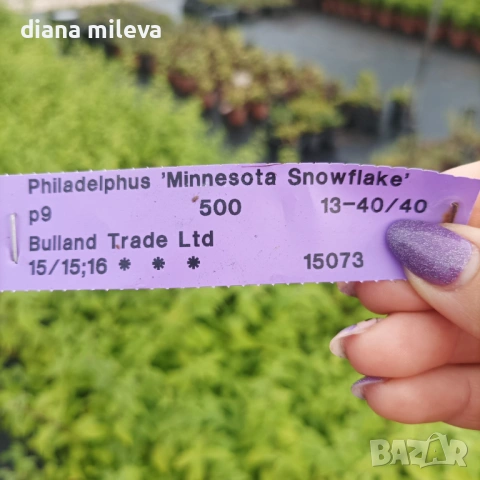 Филаделфус или още Булченски венец, Philadelphus Minnesota Snowflake, снимка 3 - Градински цветя и растения - 54693488