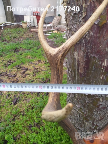 Рога от Елен със стойка