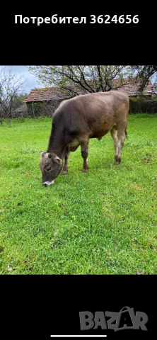 кафяво американски бик