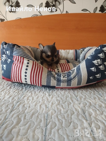 Продавам женско чихуахуа, снимка 3 - Чихуахуа - 54321731