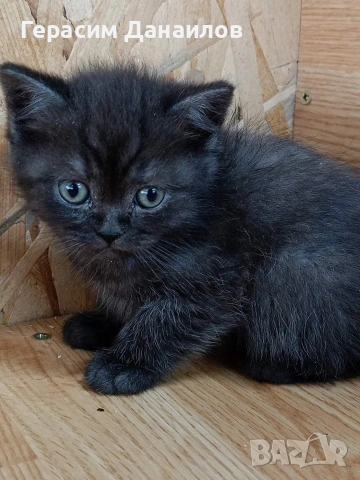 шотландски котки, снимка 5 - Британска късокосместа - 54044750