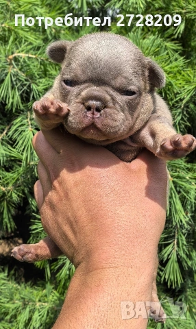 Френски булдог/French Bulldog , снимка 5 - Френски булдог - 54656690