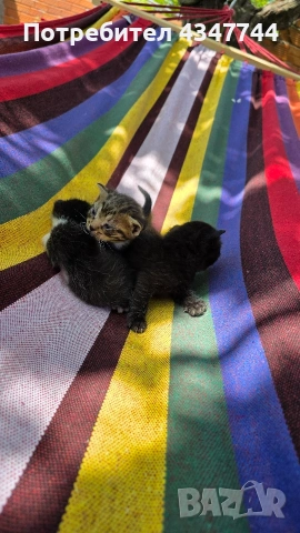 Подарявам три малки котенца. , снимка 11 - Други - 54358034