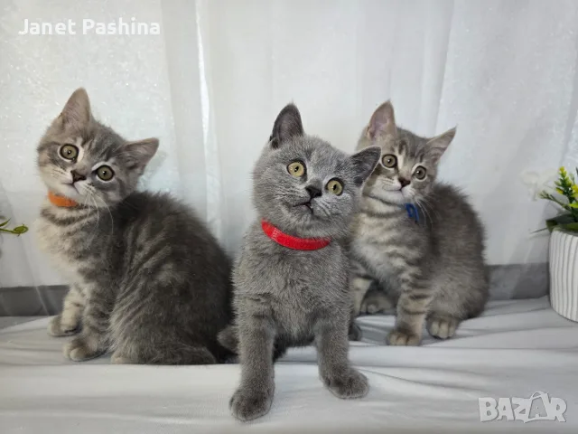 Клепоухи шотландски котета 