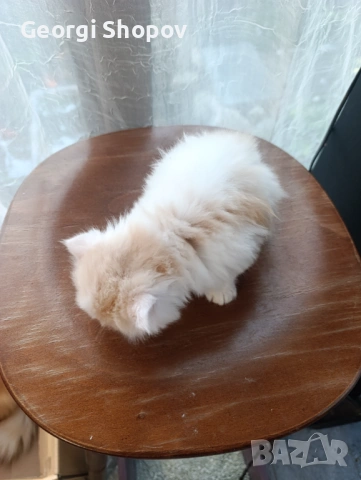 Персийски котета, снимка 3 - Персийска - 54811514
