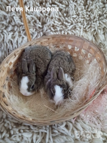 Прозавам декоративни зайчета