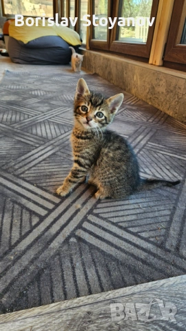 Подаряваме прекрасни малки котенца, снимка 4 - Други - 54322334