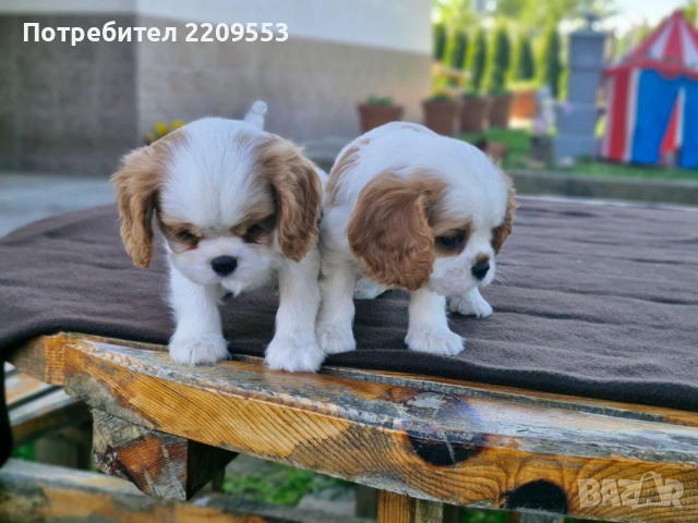 Кавалер Кинг Чарлз Шпаньол, снимка 6 - Кавалер кинг чарлз шпаньол - 54500086