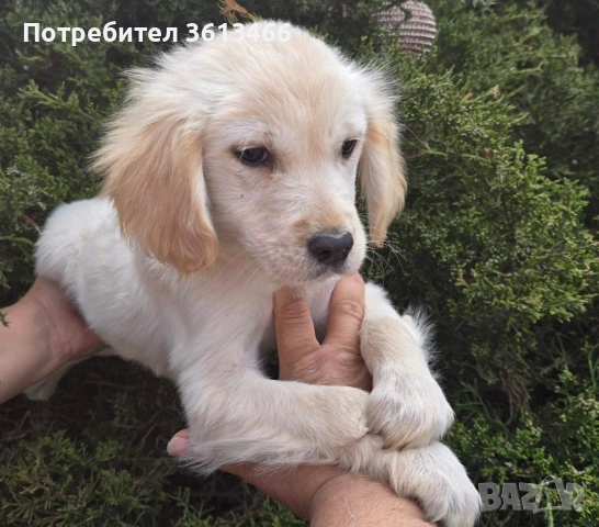 Голдън ретривър 2 ваксини
